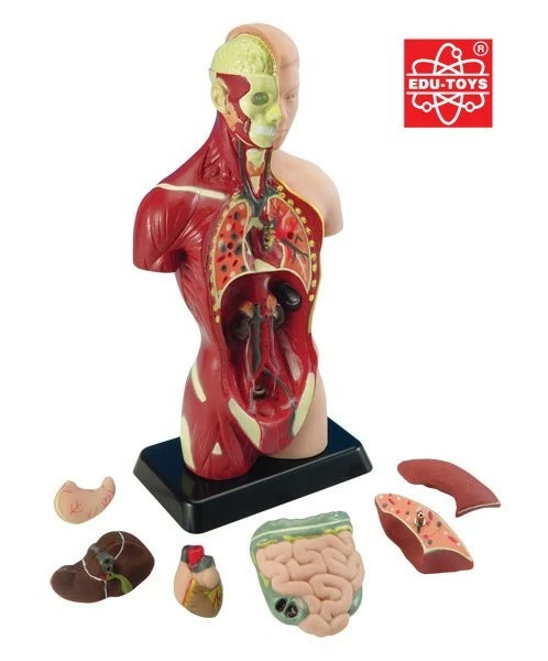 Outlet ๐คฉ Edu-Toys - Human Anatomy Model ๐ - Image 2
