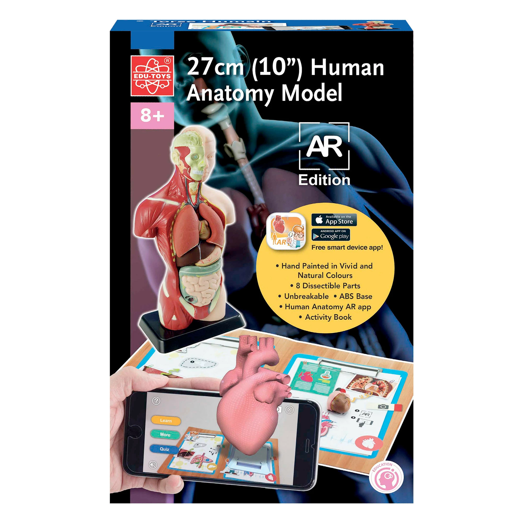 Outlet ๐คฉ Edu-Toys - Human Anatomy Model ๐ - Image 3