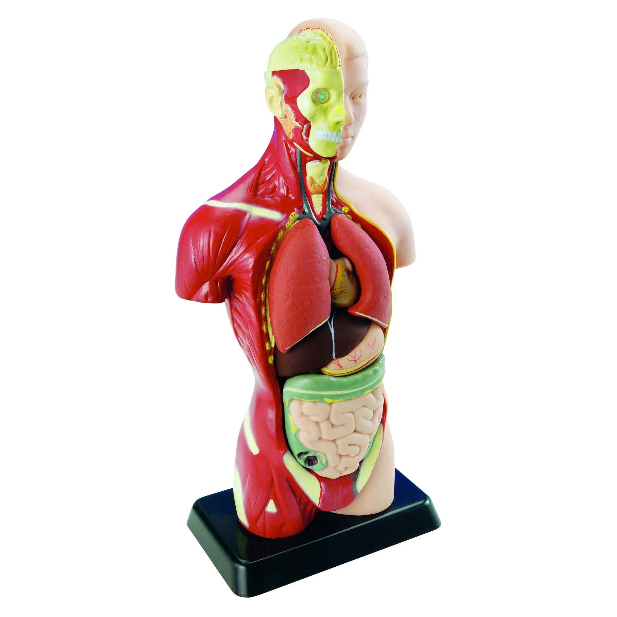 Outlet ๐คฉ Edu-Toys - Human Anatomy Model ๐